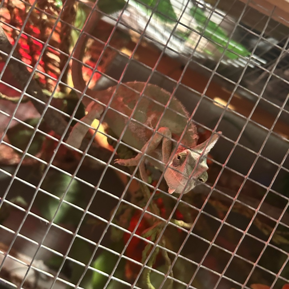 Reptile Habitat Enclosure